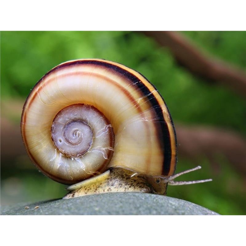 Melc Marisa Rotula - imagine 4